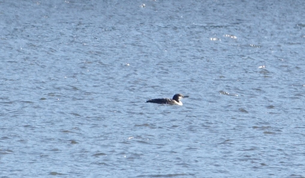Common Loon - ML40161151