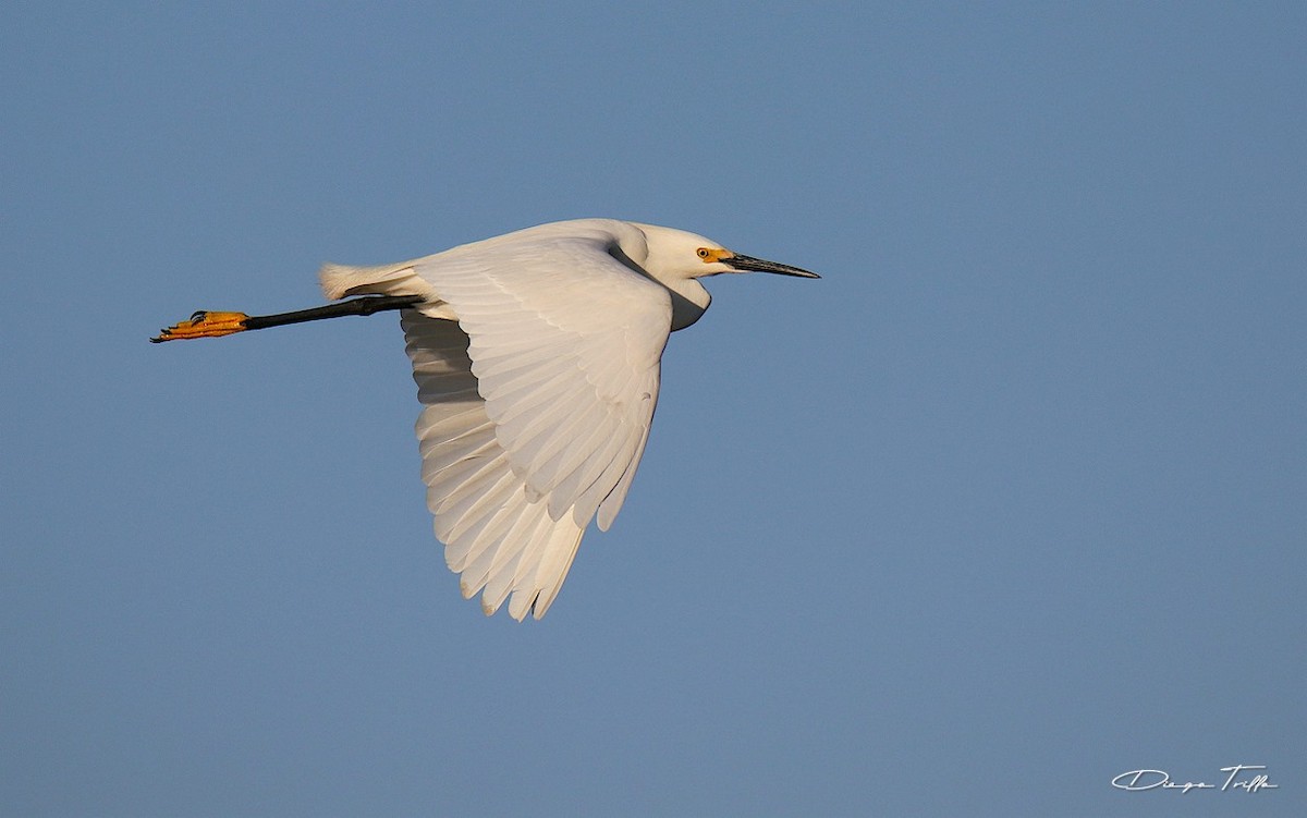 Snowy Egret - ML401611751