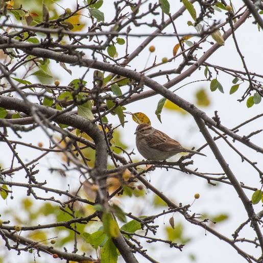 Chipping Sparrow - ML401612171