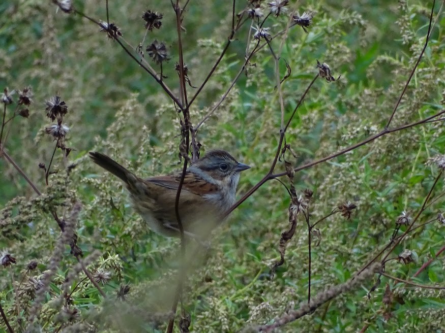 Swamp Sparrow - ML401613361