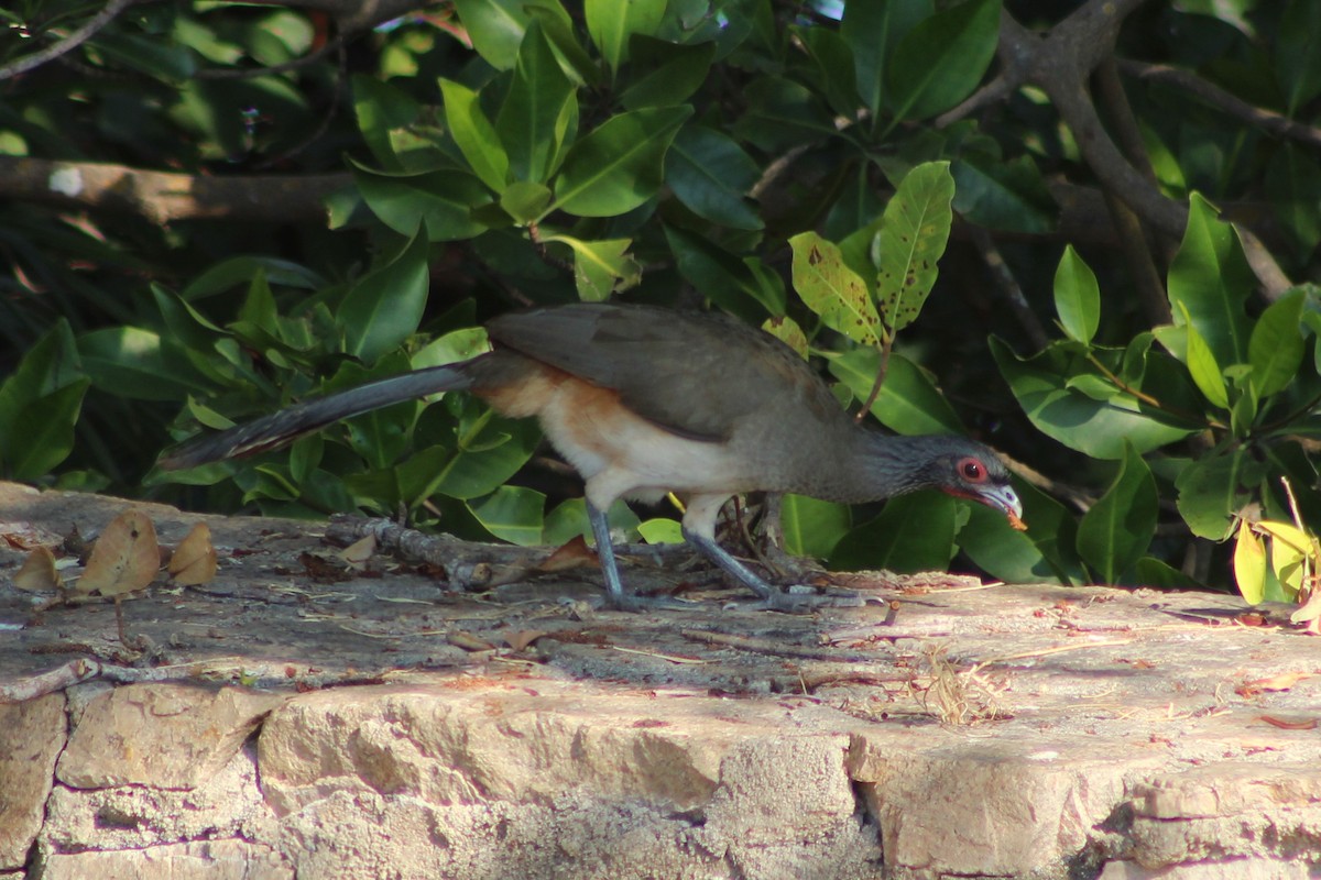 West Mexican Chachalaca - Karen Ormon