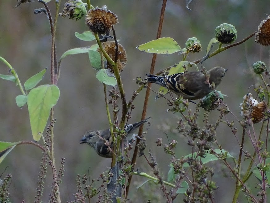 American Goldfinch - ML401613611