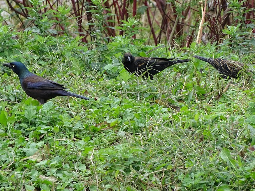 Common Grackle - ML401613931