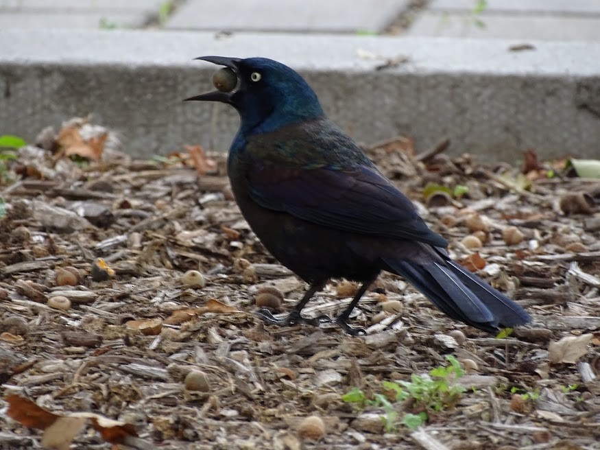 Common Grackle - ML401614031