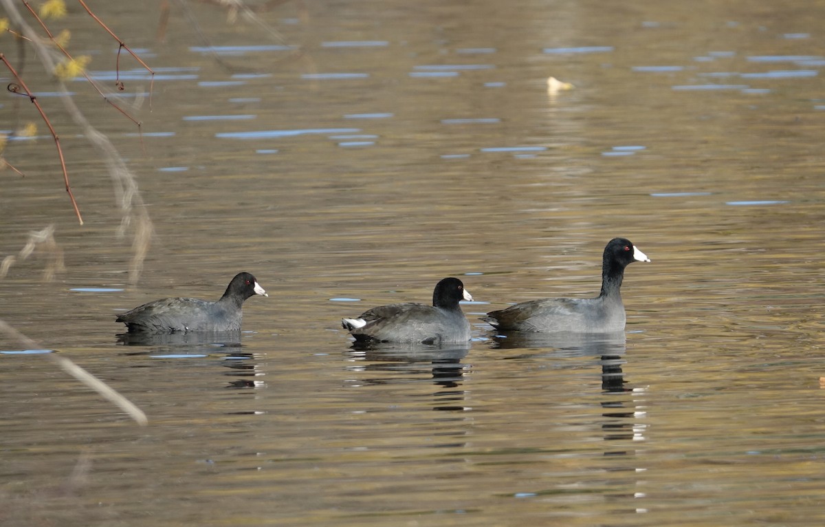 American Coot - Tom Schaefer