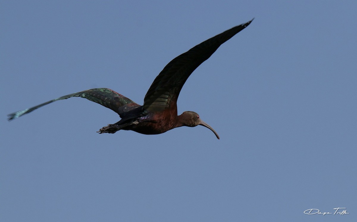 ibis americký - ML401615821