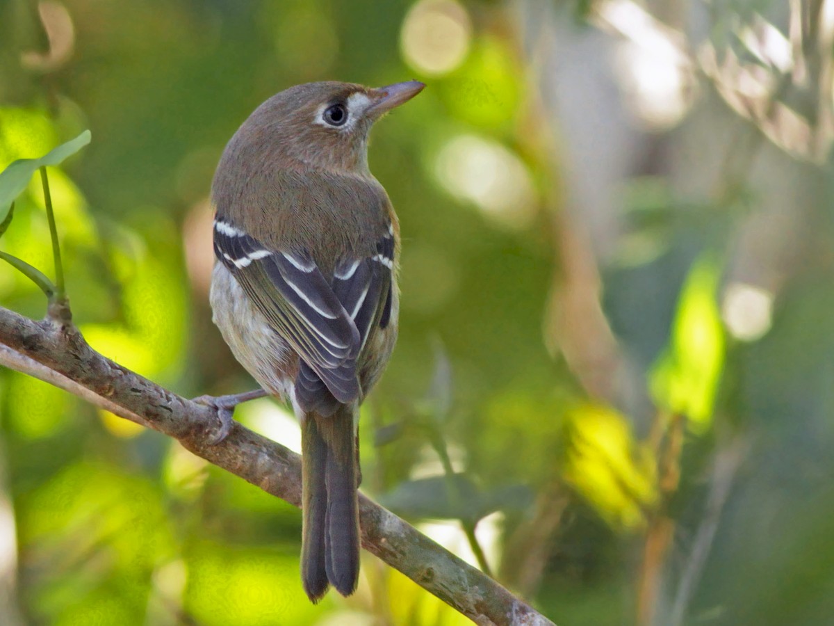 Cozumel Vireo