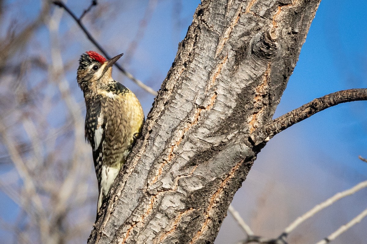 Yellow-bellied Sapsucker - ML401616781