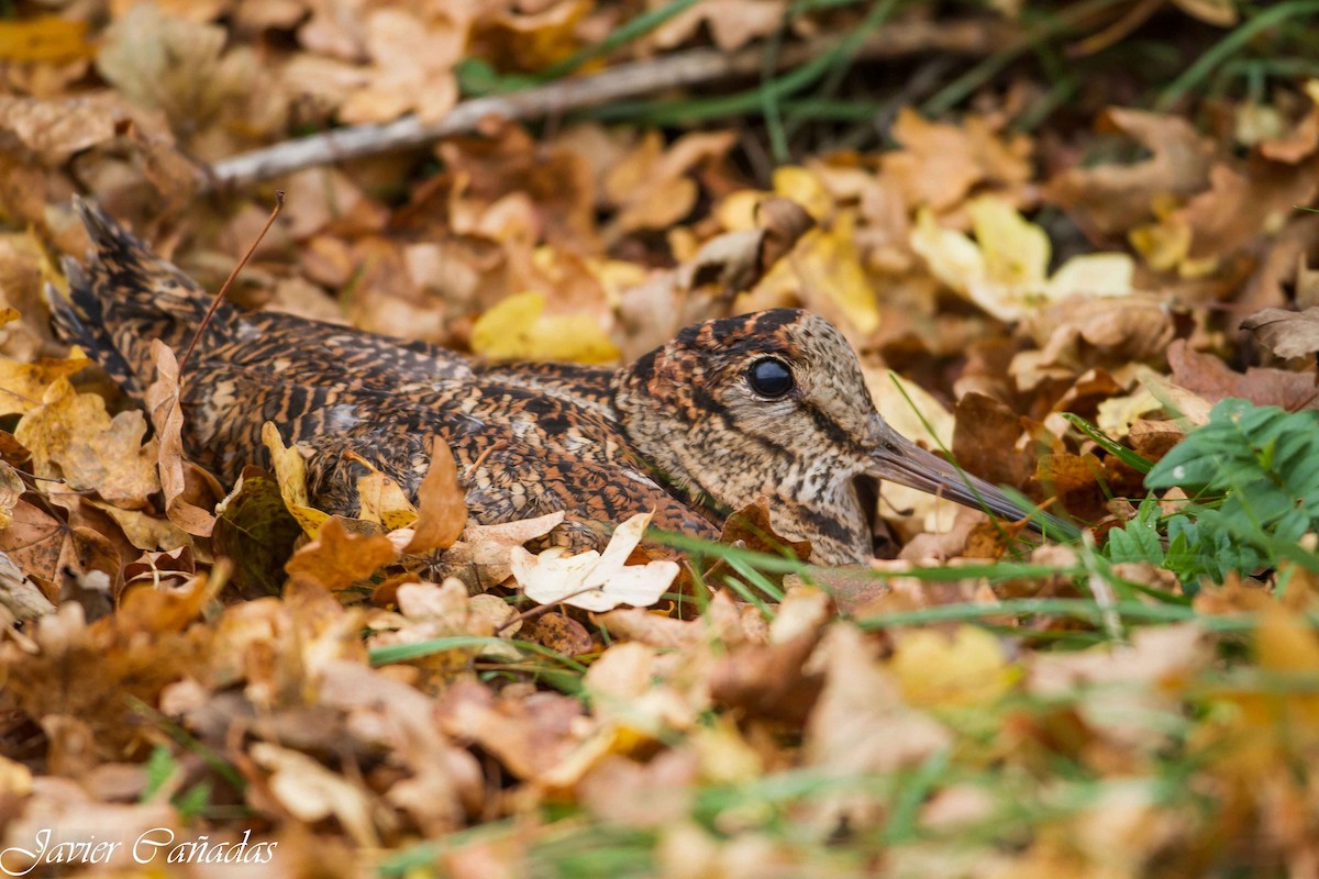 Eurasian Woodcock - ML40161731