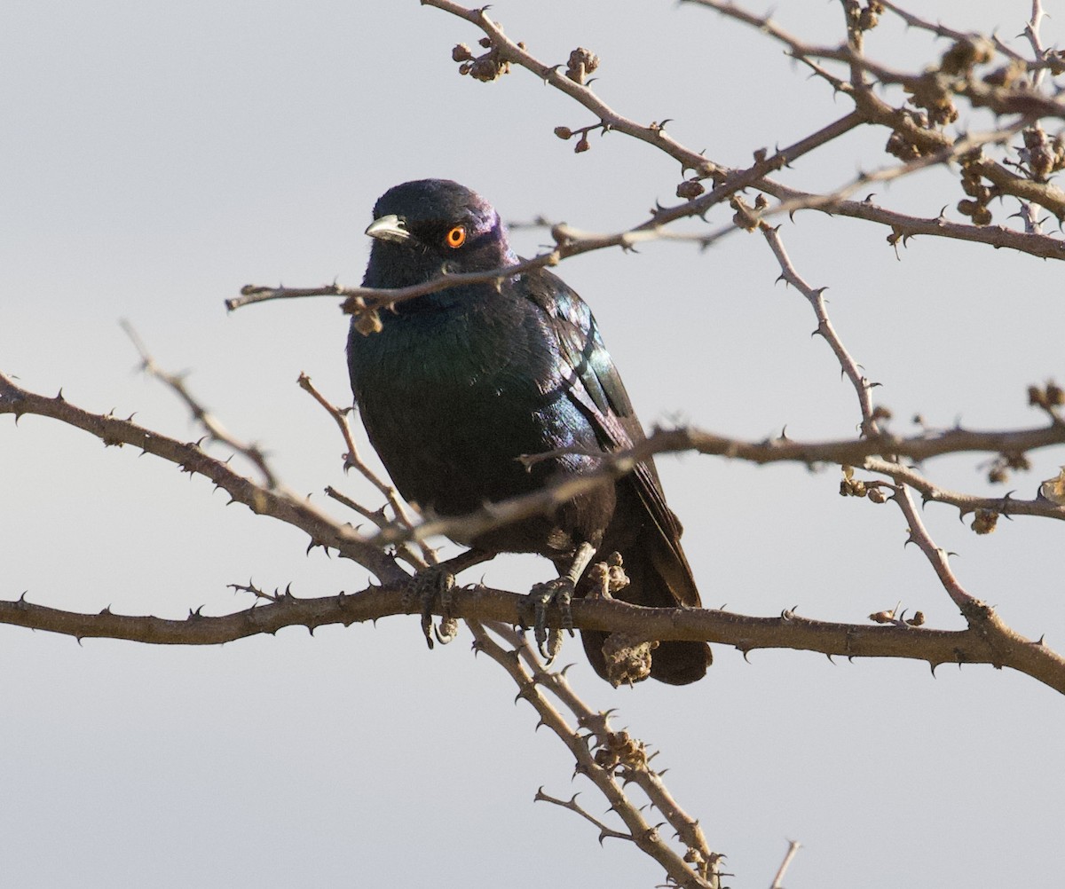 Cape Starling - ML401617401