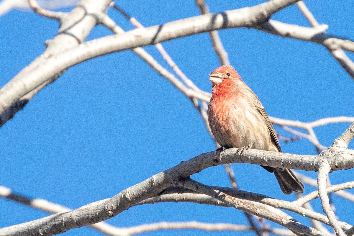 House Finch - ML401617411