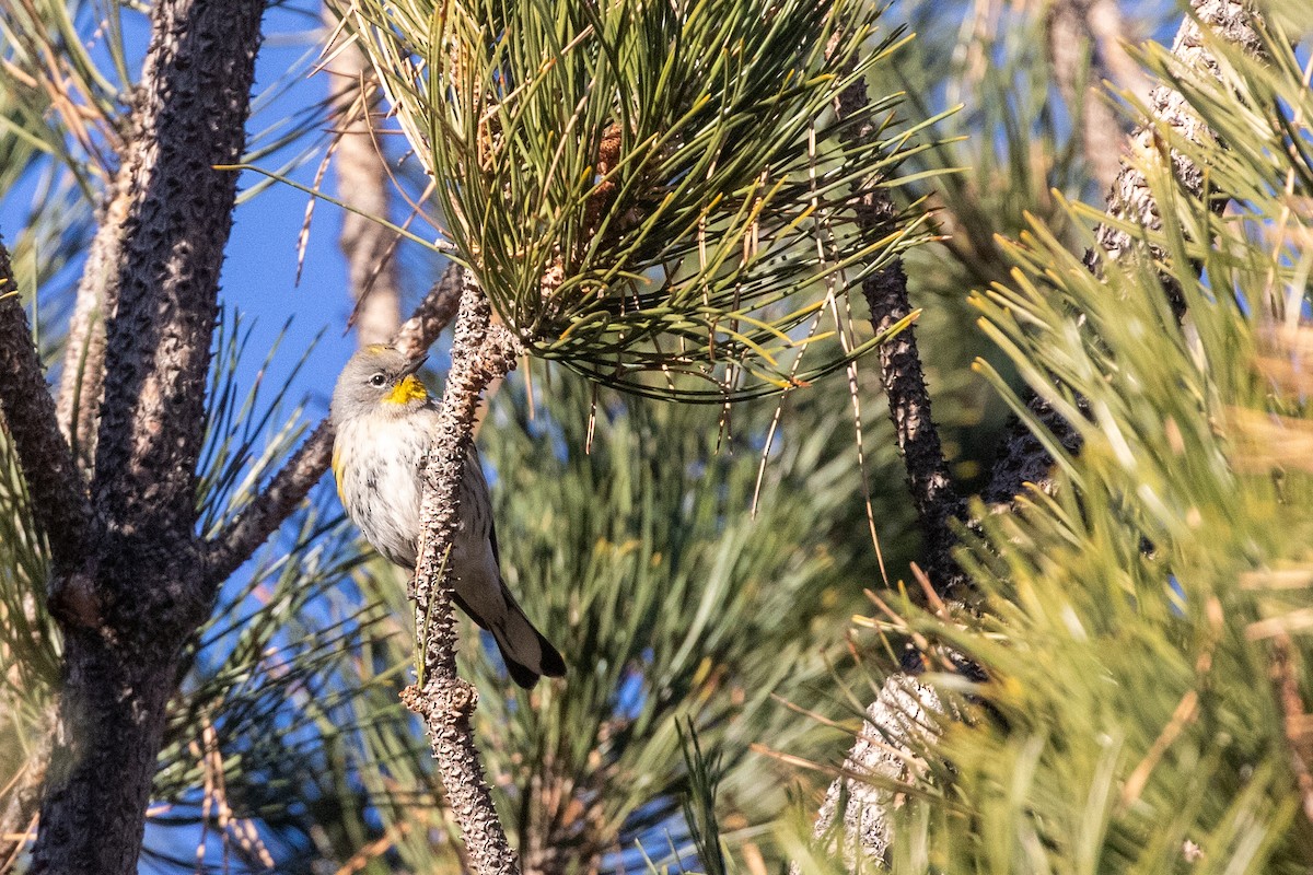 Kronenwaldsänger (Audubonwaldsänger) - ML401617571