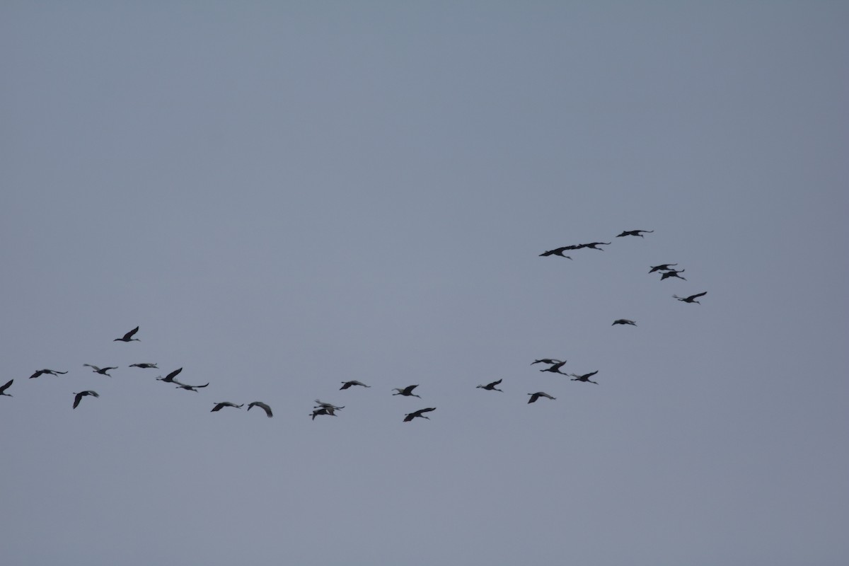 Sandhill Crane - ML401618241