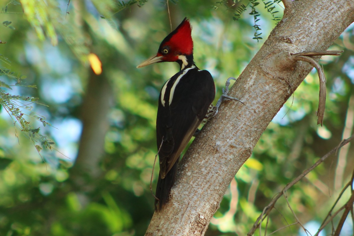 Pale-billed Woodpecker - ML401618281