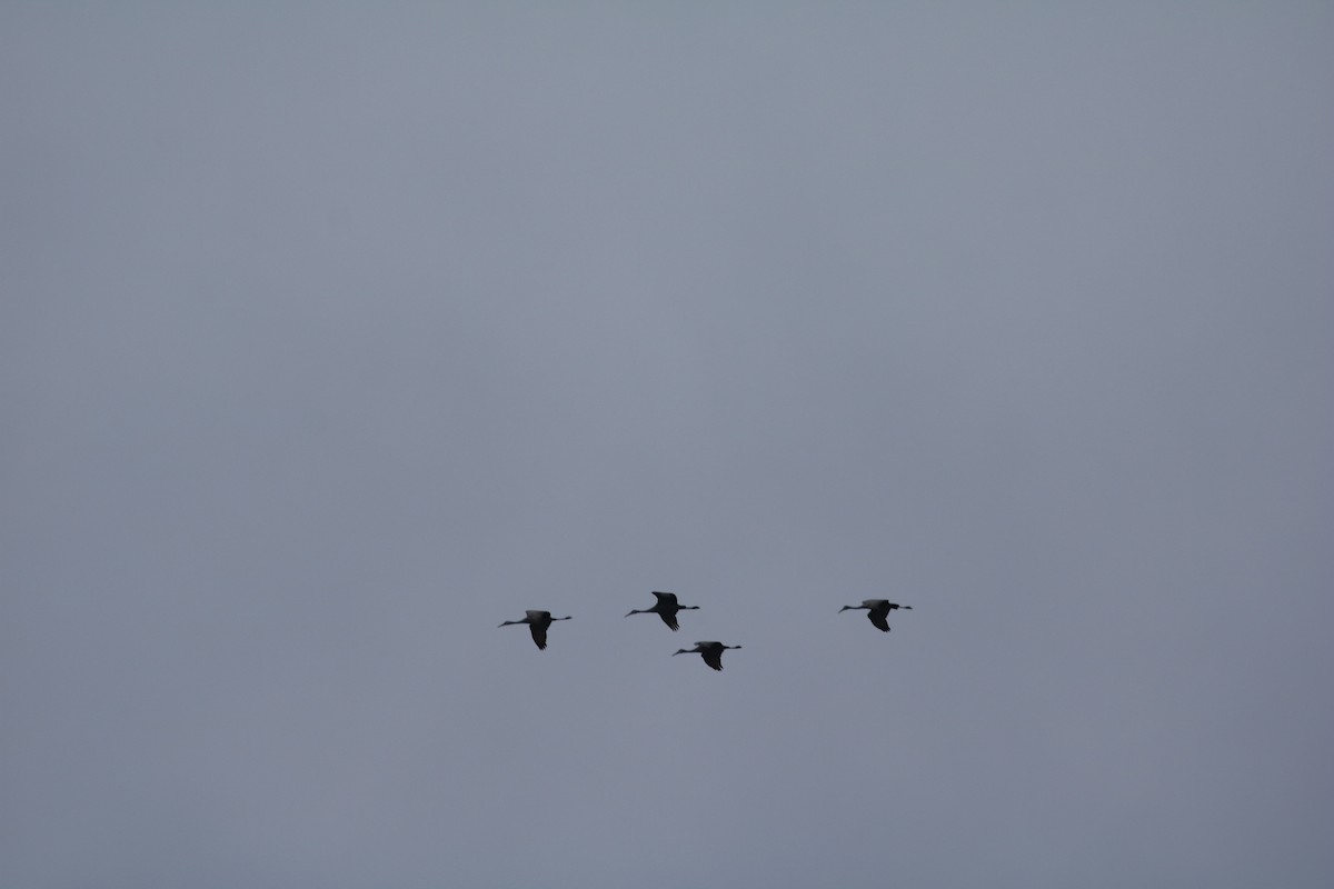 Sandhill Crane - ML401618531