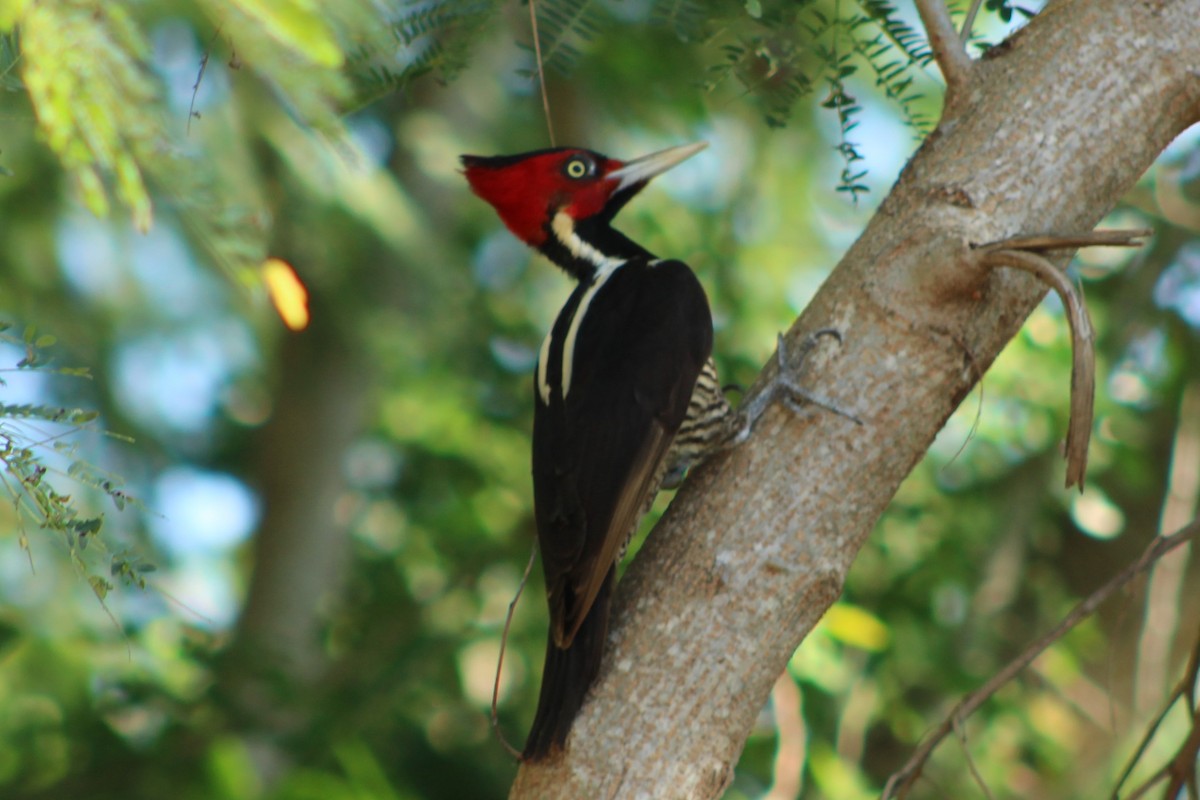 Pale-billed Woodpecker - ML401618541