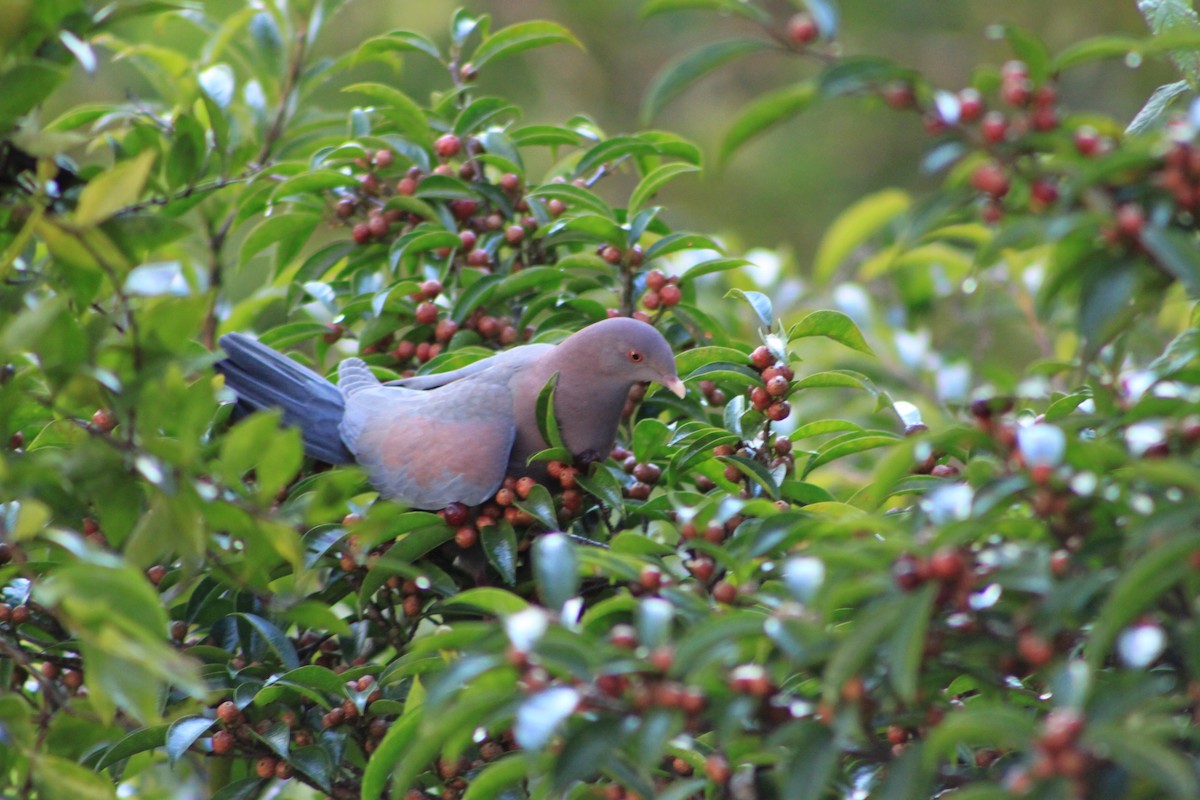 Pigeon à bec rouge - ML40161871