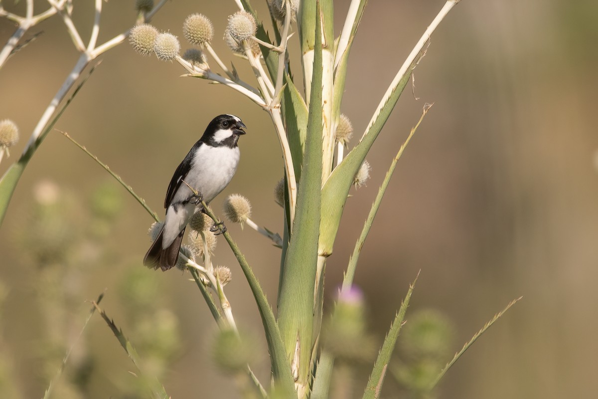 Lined Seedeater - ML401619001