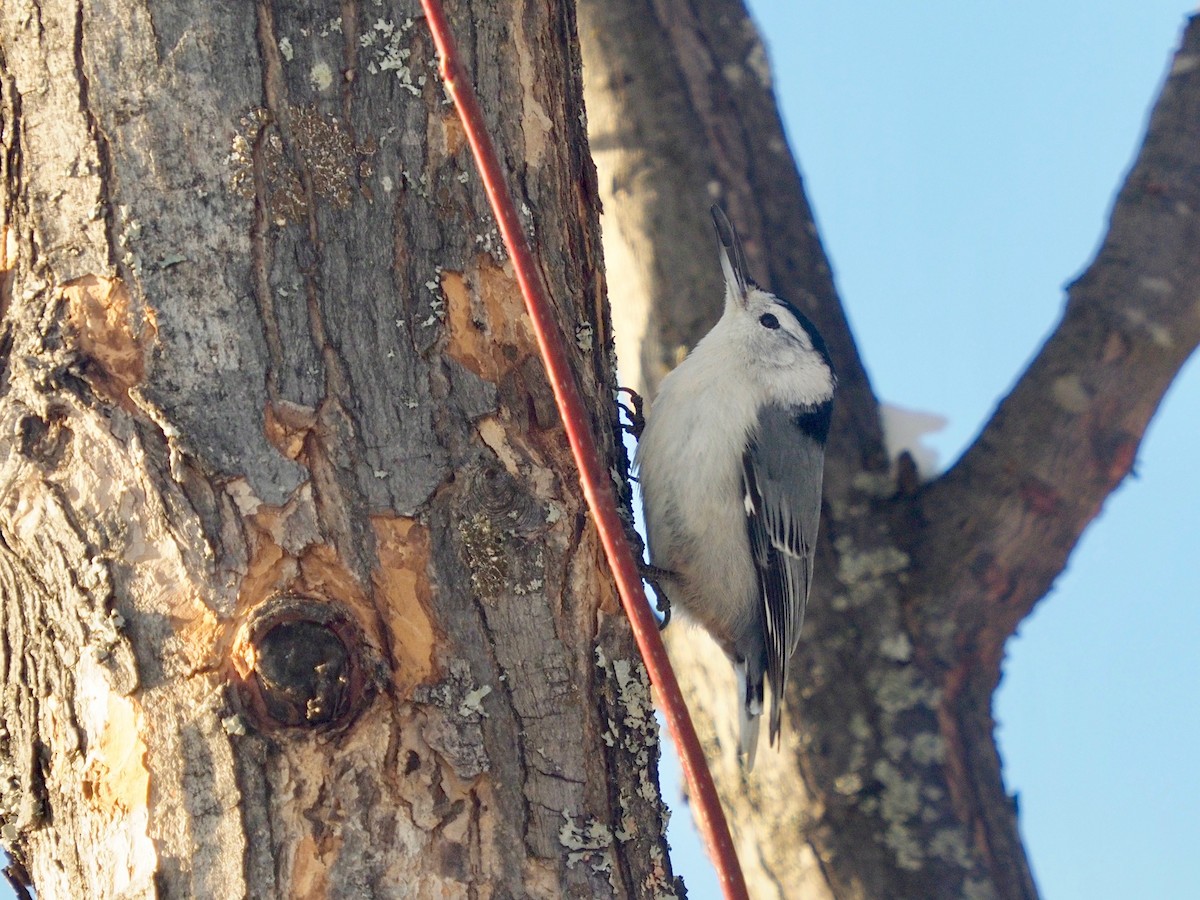 White-breasted Nuthatch - ML401619061