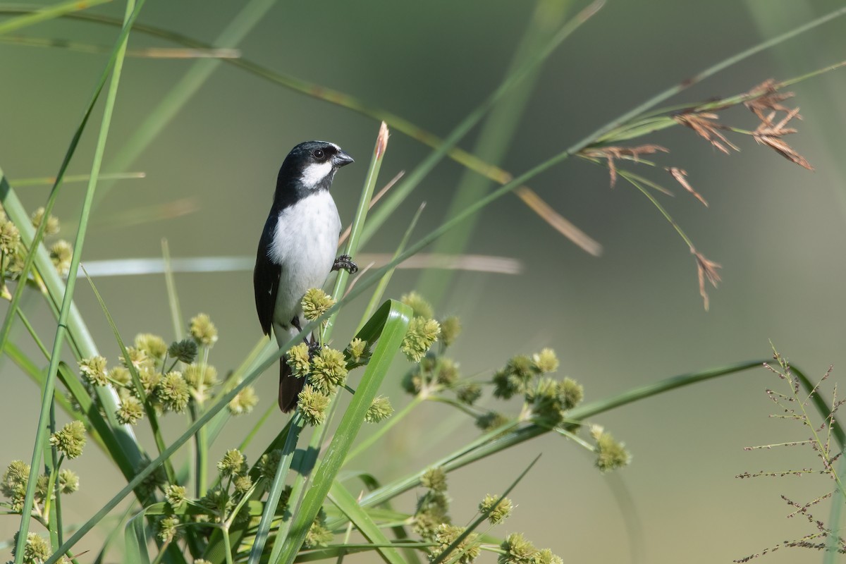 Lined Seedeater - ML401619111