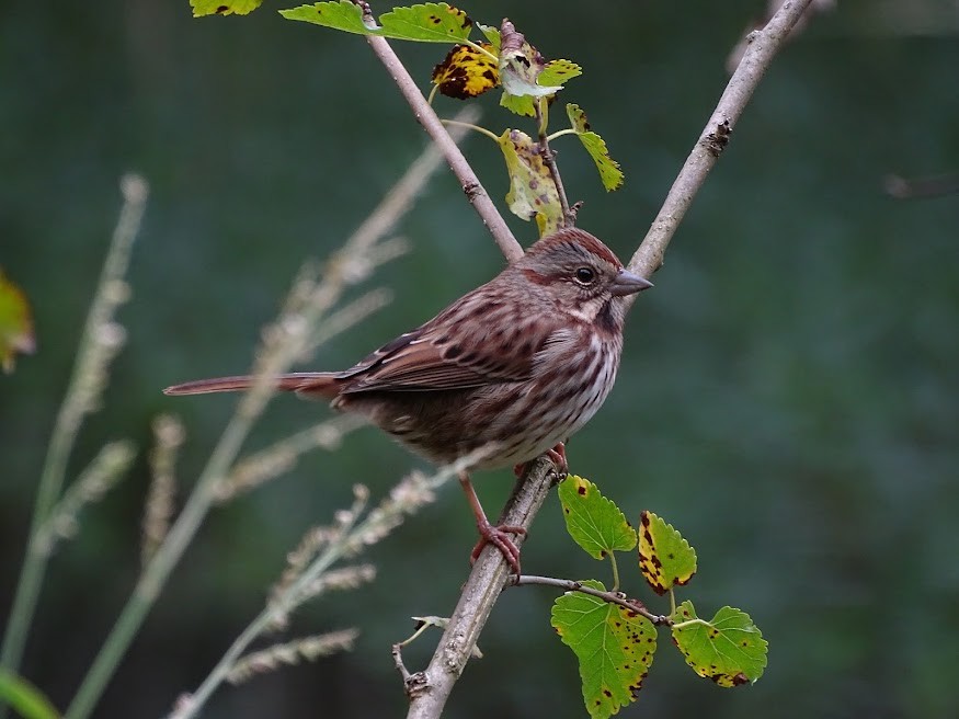 Song Sparrow - ML401620191