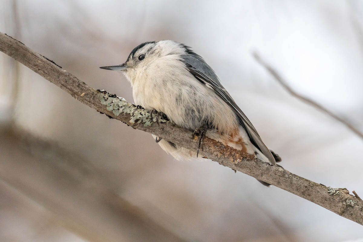 White-breasted Nuthatch - ML401620511