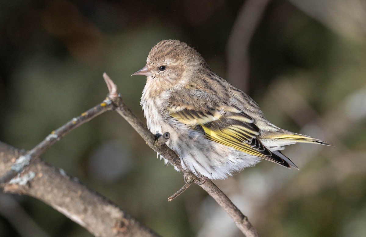 Pine Siskin - Yannick Fleury