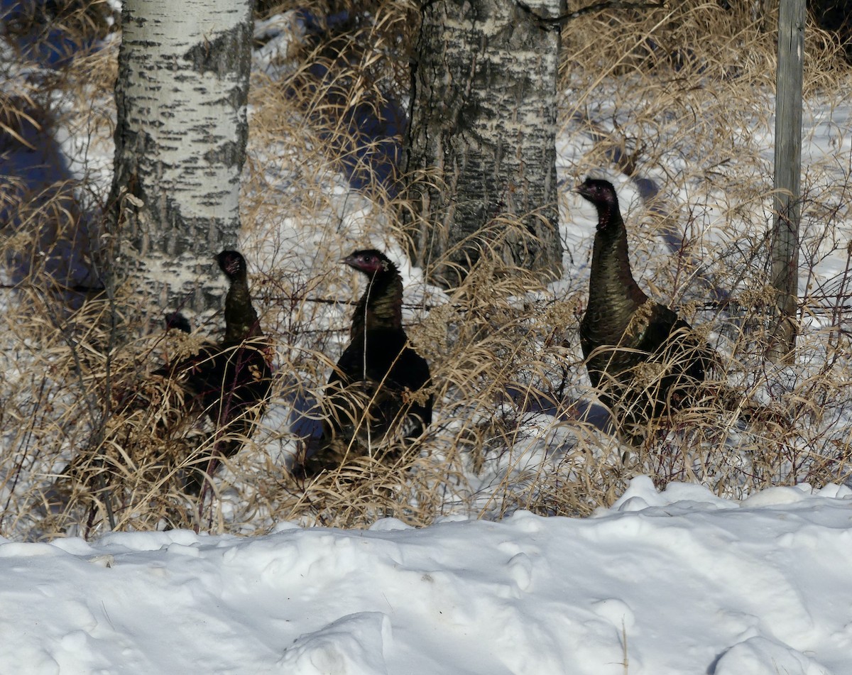 Wild Turkey - Jim St Laurent