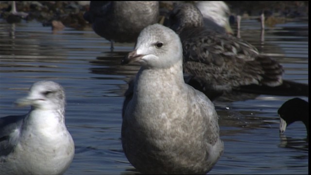 Herring x Glaucous Gull (hybrid) - ML401622