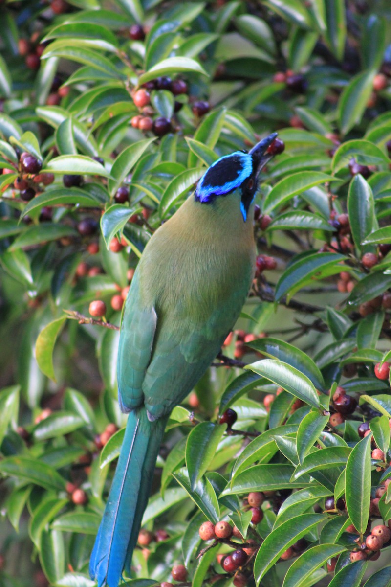 motmot sp. - ML40162221