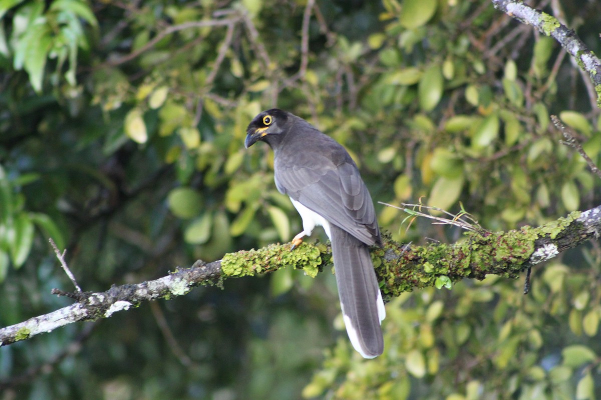 Brown Jay - Heidi Warner