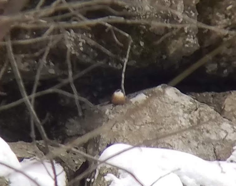 Canyon Wren - ML401623991