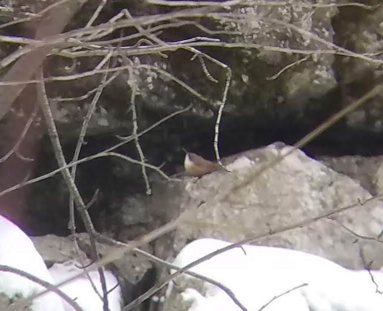 Canyon Wren - ML401624001