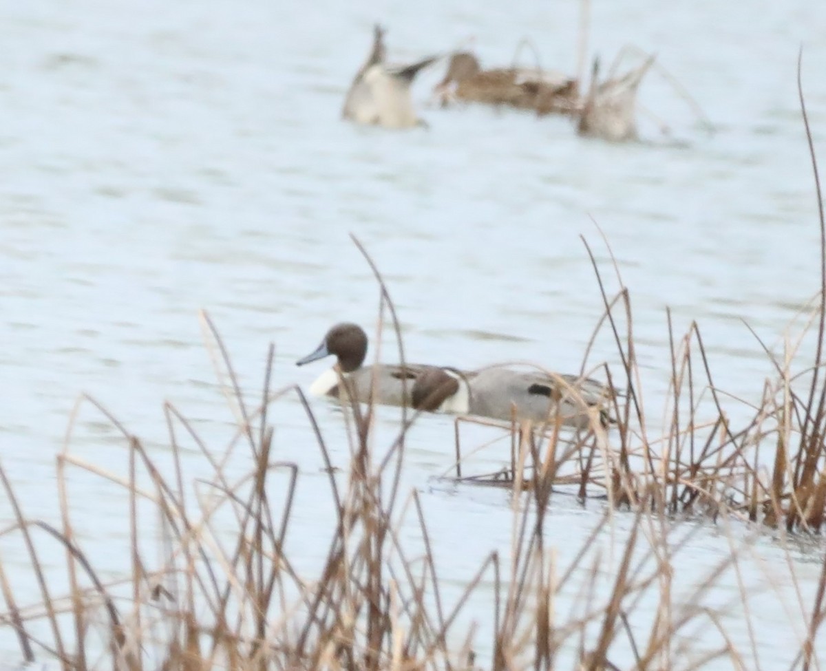 Northern Pintail - ML401624891