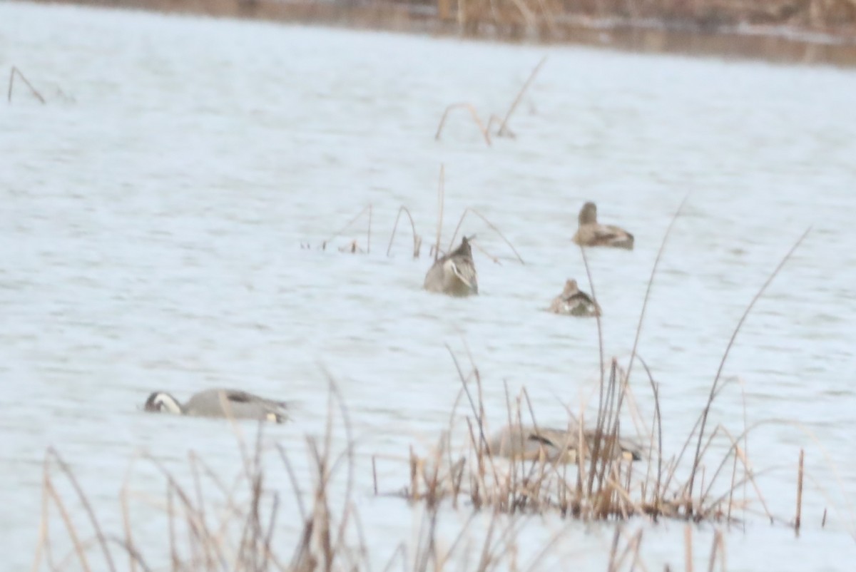 Northern Pintail - ML401624911