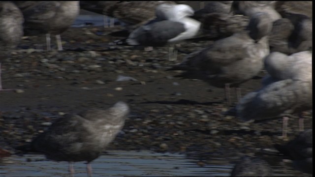 Larus sp. - ML401625