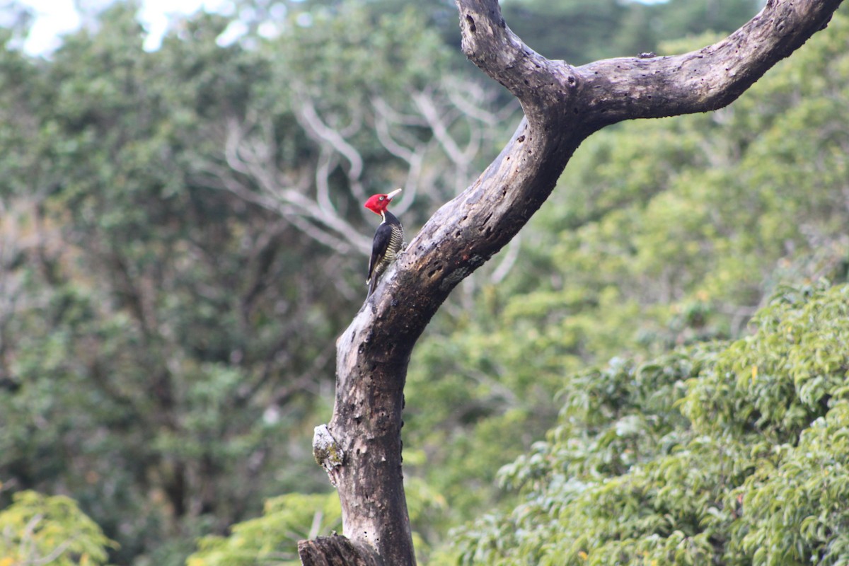 Pale-billed Woodpecker - ML40162531