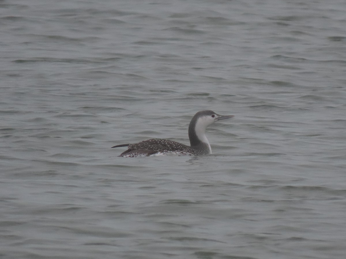 Red-throated Loon - Lea Shaw
