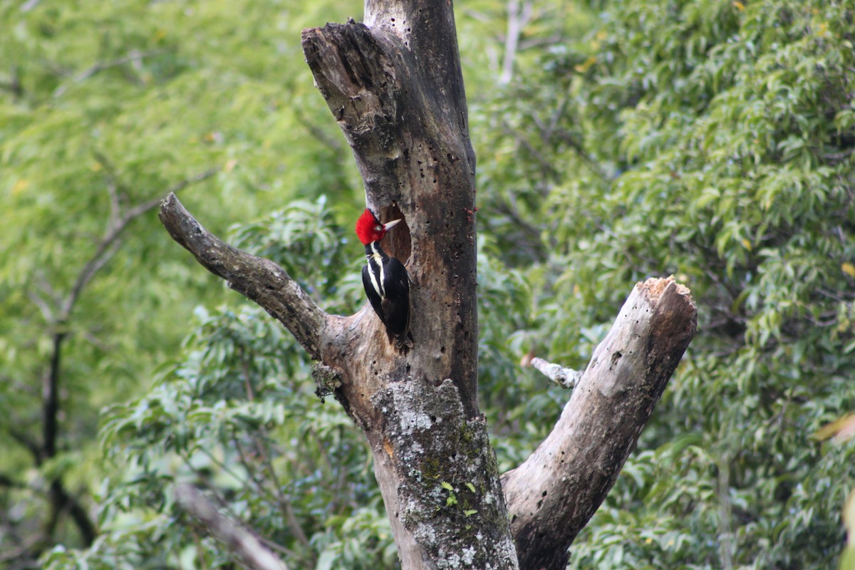 Pale-billed Woodpecker - Heidi Warner