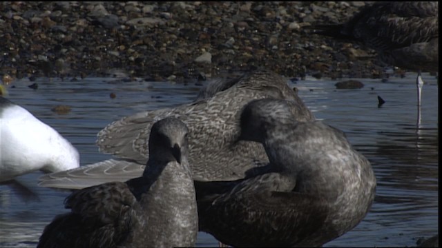 Larus sp. - ML401626