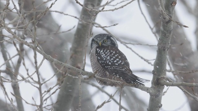 Northern Hawk Owl - ML401626651