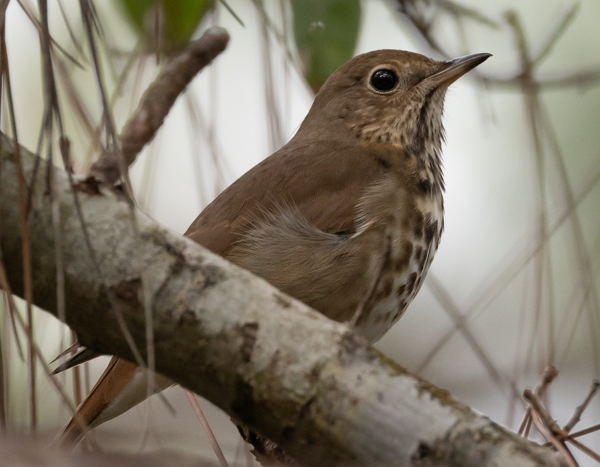 Hermit Thrush - ML401626771