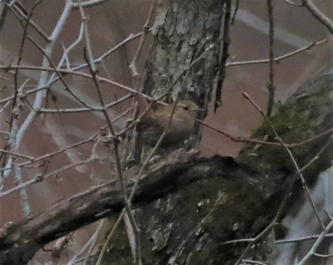 Winter Wren - ML401627011