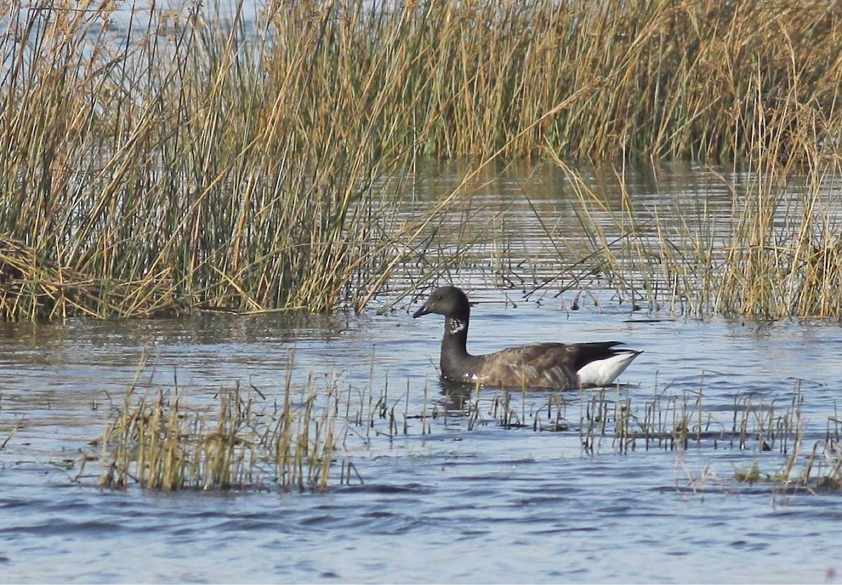Brant (Dark-bellied) - ML401627921