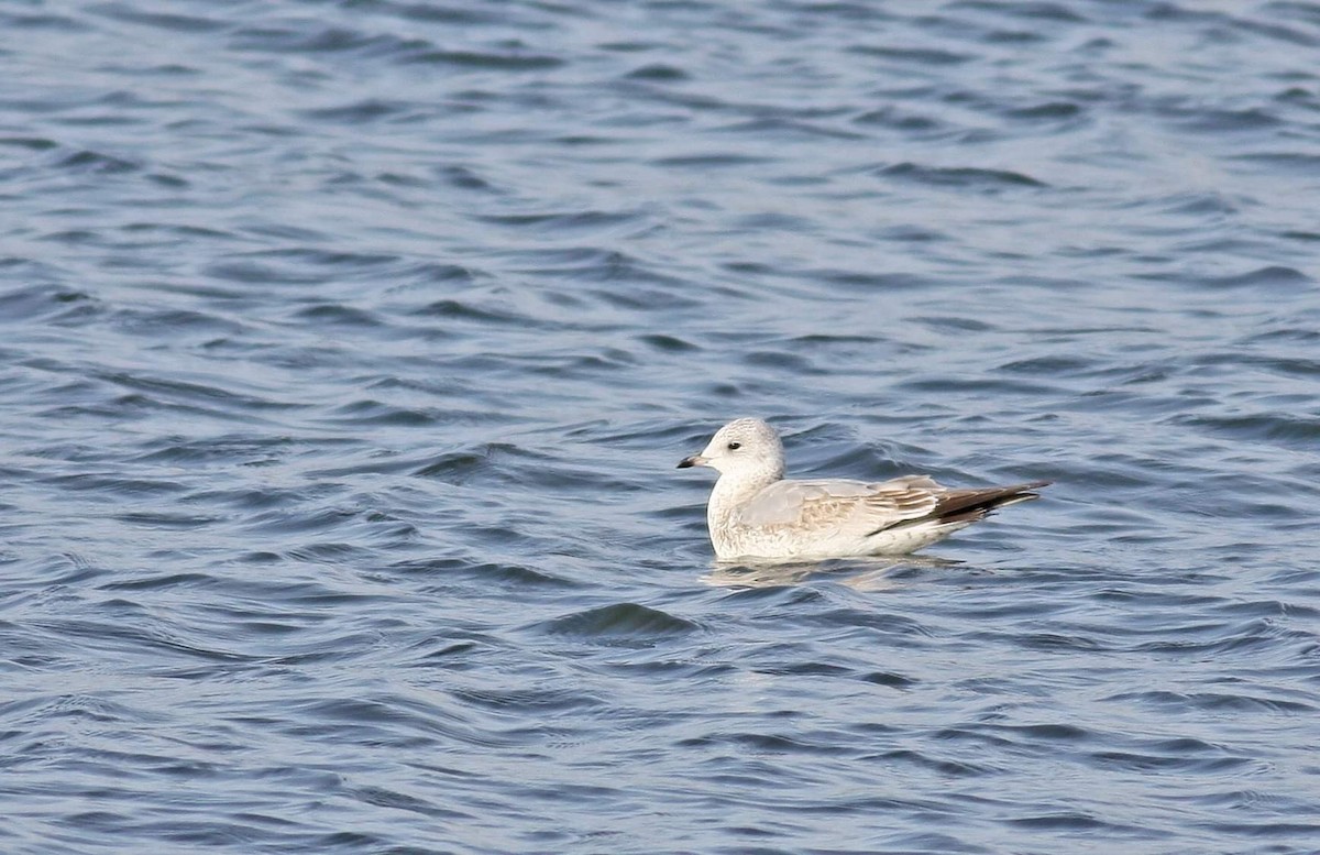 Common Gull - ML401628291