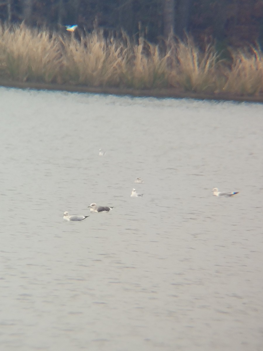 Lesser Black-backed Gull - ML401628461