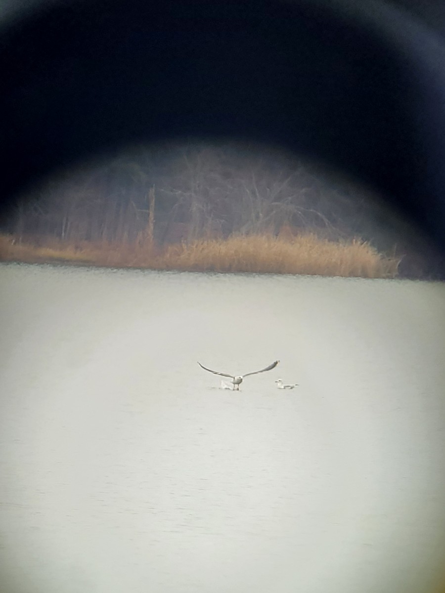 Lesser Black-backed Gull - ML401628501