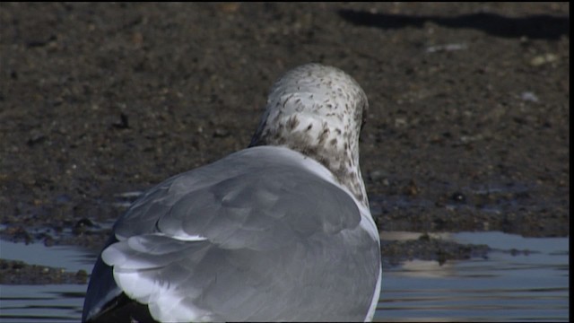 Goéland de Californie - ML401629