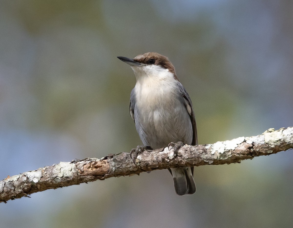 Brown-headed Nuthatch - ML401629391
