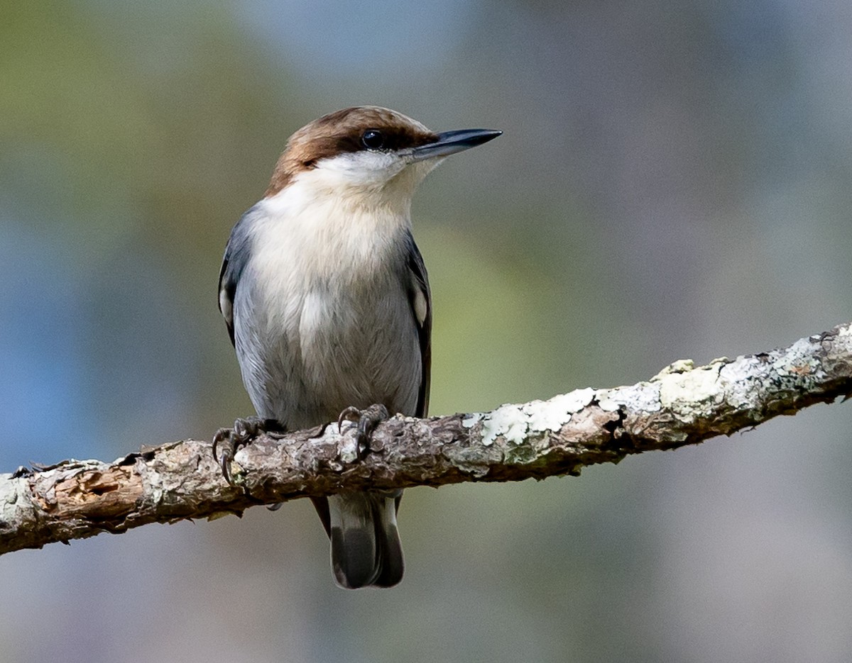 Brown-headed Nuthatch - ML401629401